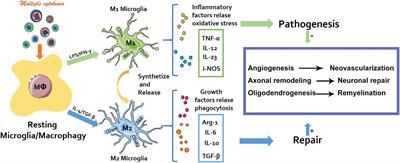 Exploring the Correlation Between the Regulation of Macrophages by Regulatory T Cells and Peripheral Neuropathic Pain